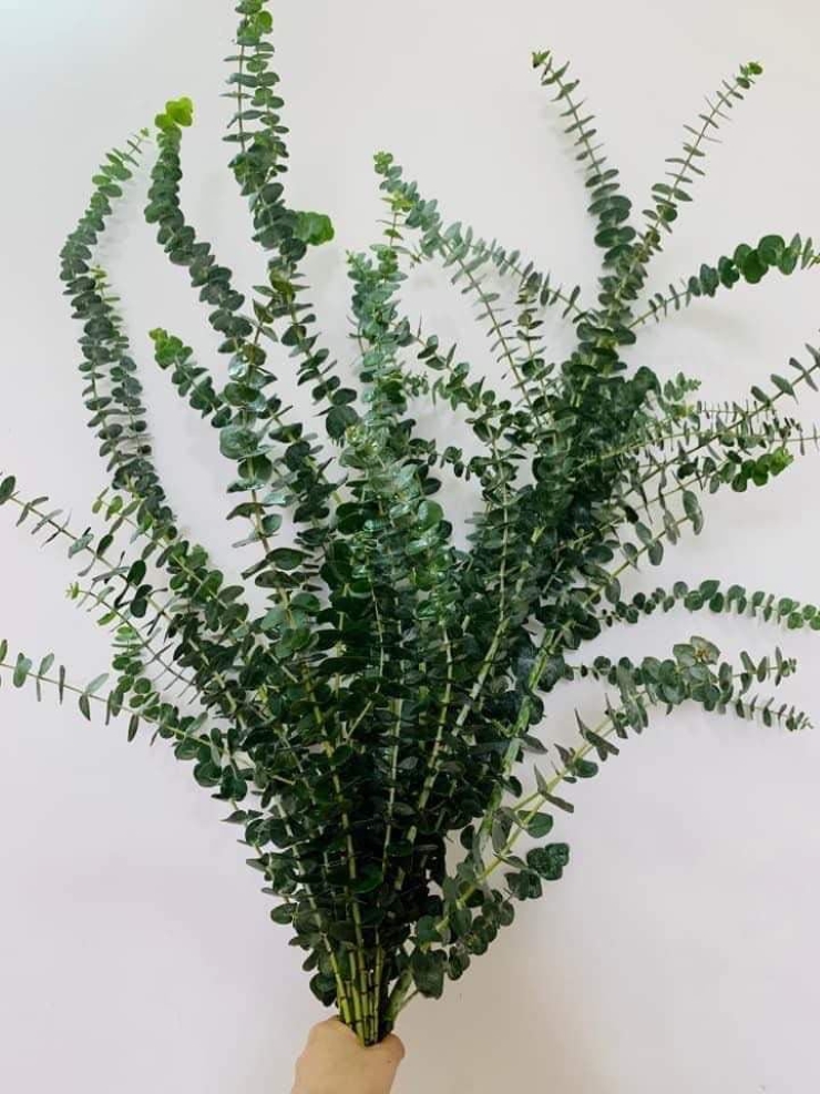 Loại lá không thể ăn gây sốt” thị trường, dân buôn ngày bán hàng trăm bó-1