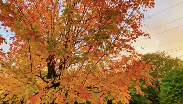 Vì một lời đồn mà ca sĩ Mạnh Quỳnh hiếm hoi khoe biệt thự đang ở, vọng lâu giữa sân gây chú ý-10