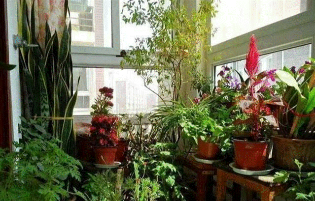 Phong thủy gia đình: Đặt 4 vật này ở ban công không bệnh tật cũng rước tai họa, tài lộc thất thoát-3