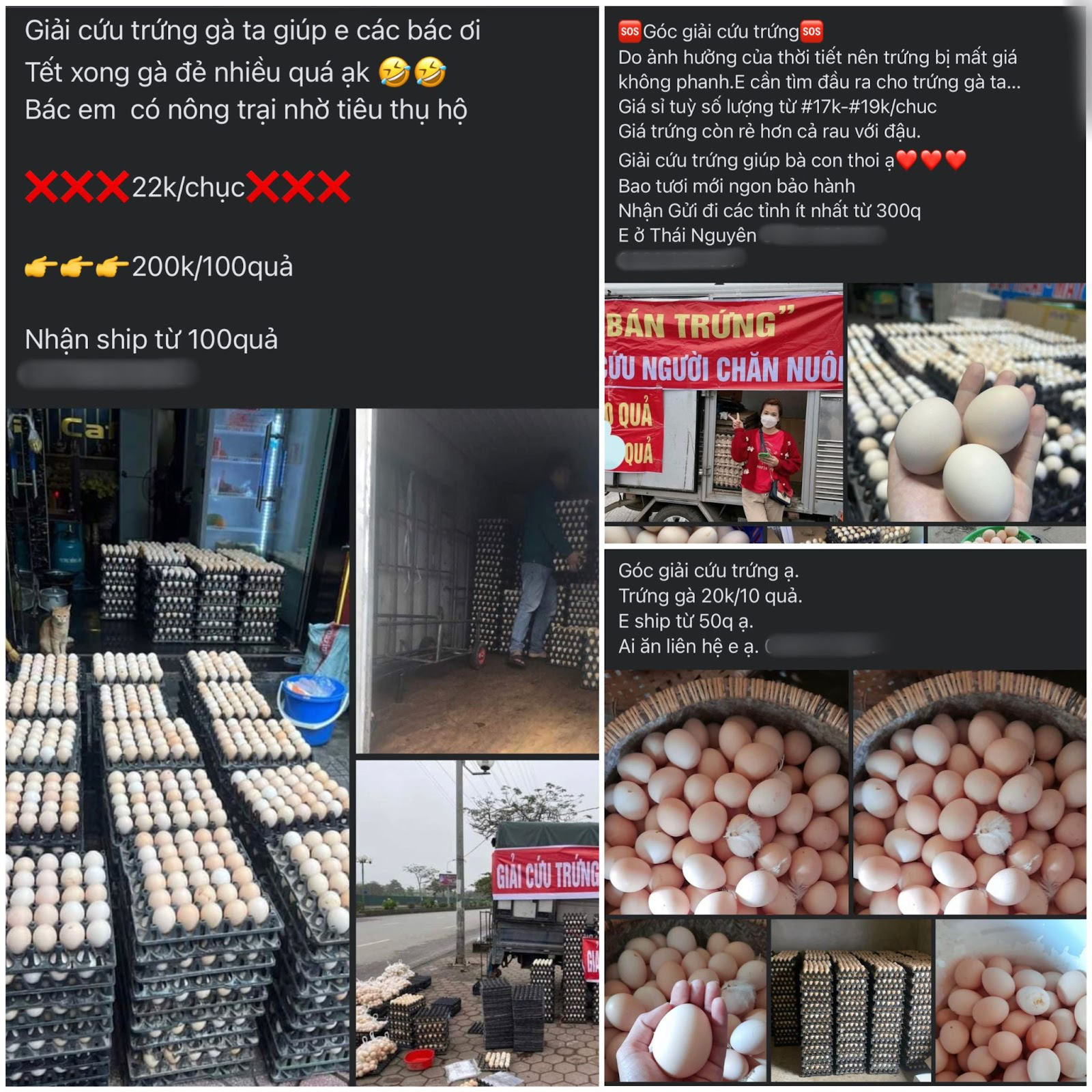 Thực hư trứng gà giải cứu” 65.000 đồng/30 quả?-5