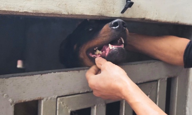 Nam sinh Lào Cai kể phút kinh hoàng bị hai con chó gần 60 kg thả rông cắn-2