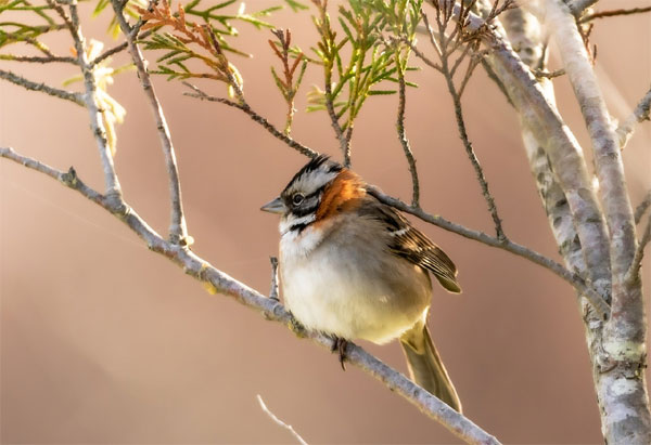 Quý cô sinh tháng Âm lịch này, xinh đẹp từ trứng nước, mảnh mai yểu điệu, đào hoa rực rỡ-2