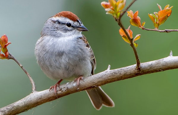 Quý cô sinh tháng Âm lịch này, xinh đẹp từ trứng nước, mảnh mai yểu điệu, đào hoa rực rỡ-5