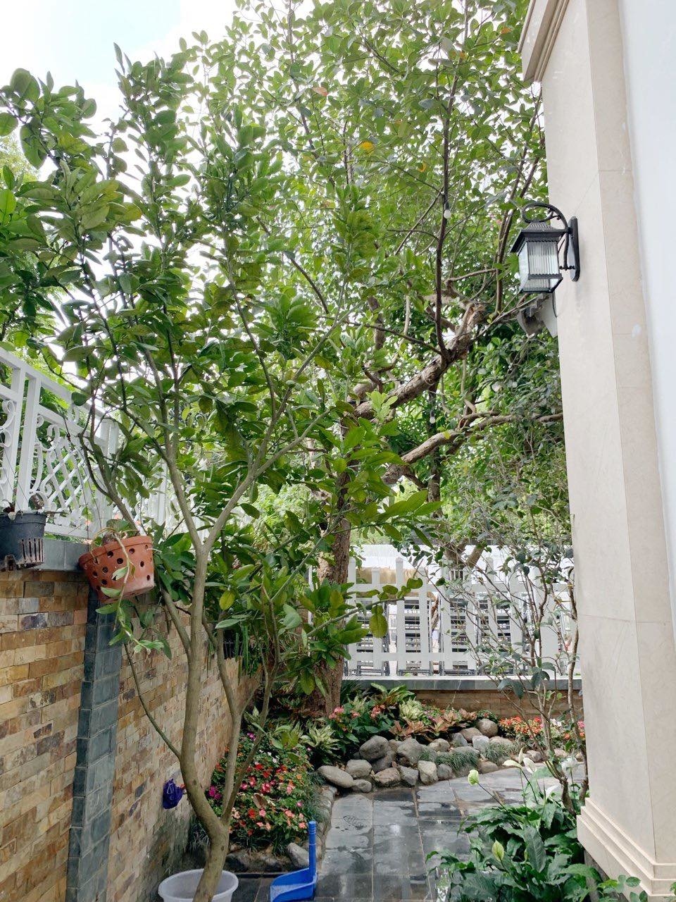 Cơ ngơi 50 tỷ đồng của ca sĩ được mệnh danh ông hoàng bất động sản-19