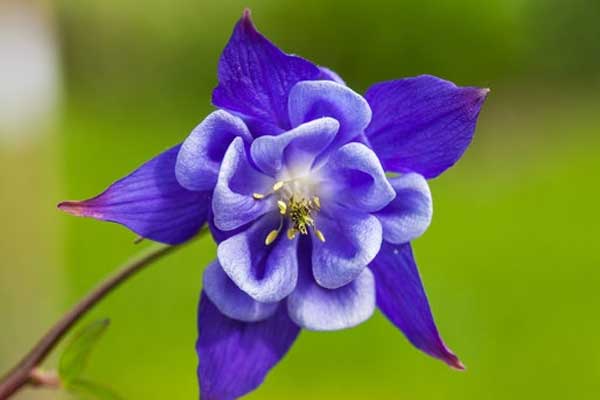 Tử vi ngày 21/2/2023: Tuổi Thìn cẩn trọng túi tiền, tuổi Thân tình duyên vượng sắc-1