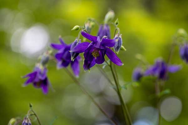 Tử vi ngày 21/2/2023: Tuổi Thìn cẩn trọng túi tiền, tuổi Thân tình duyên vượng sắc-2