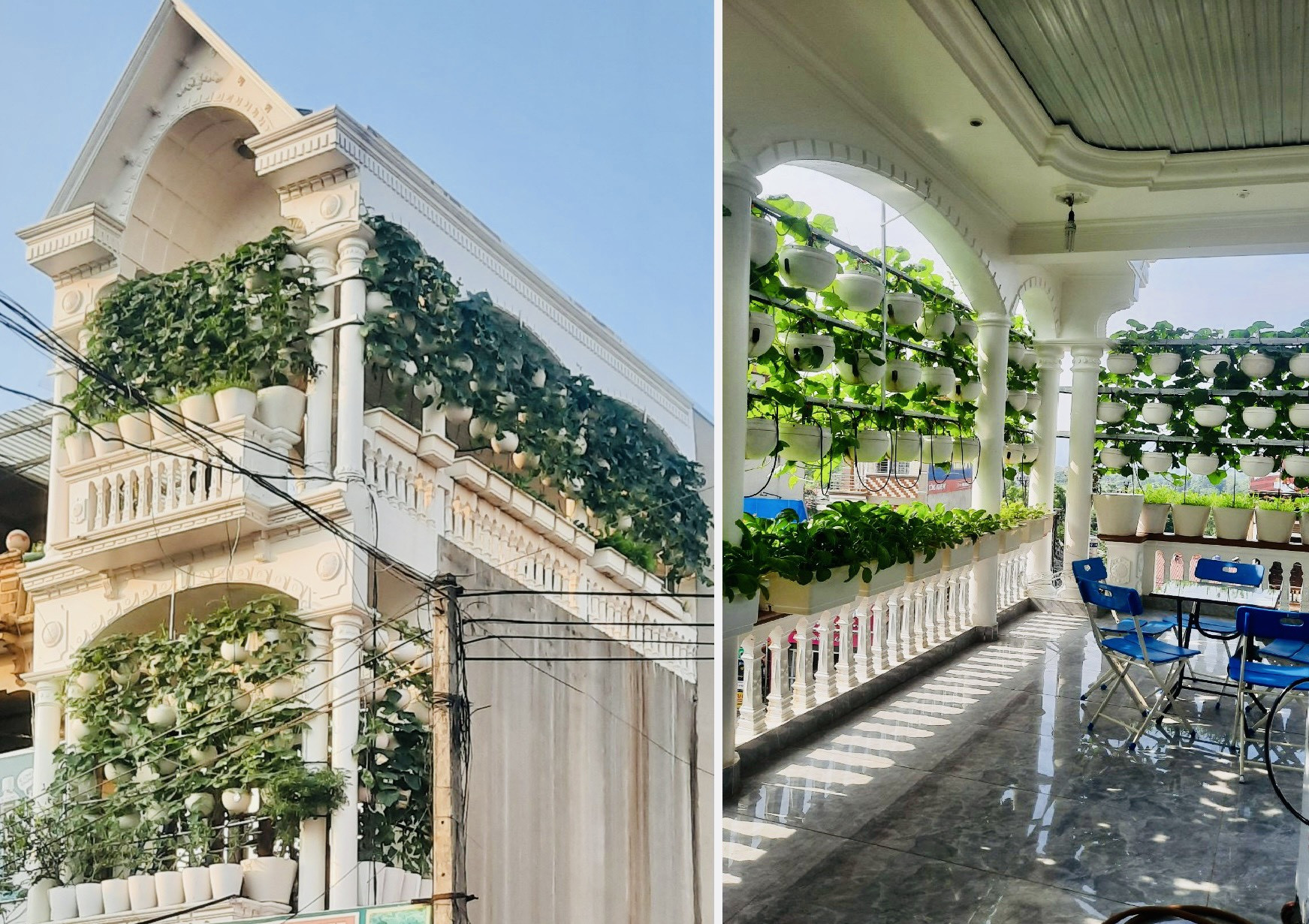 Vườn rau treo trên sân thượng và tuyệt chiêu đuổi côn trùng bằng thuốc lào-1