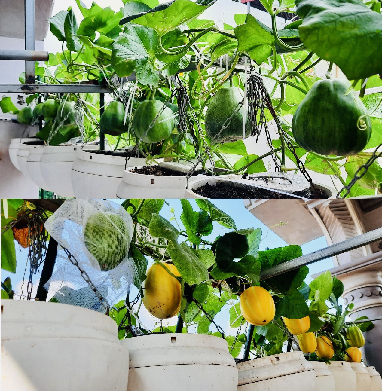 Vườn rau treo trên sân thượng và tuyệt chiêu đuổi côn trùng bằng thuốc lào-3