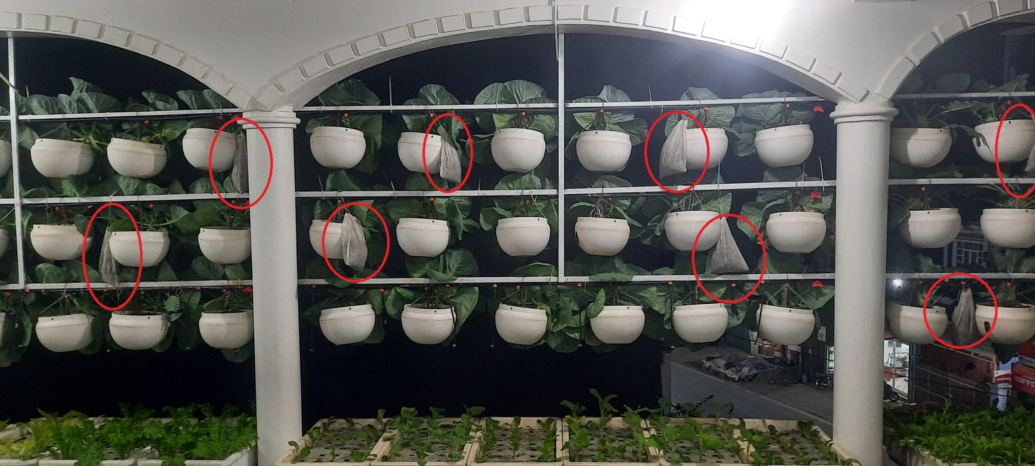 Vườn rau treo trên sân thượng và tuyệt chiêu đuổi côn trùng bằng thuốc lào-6