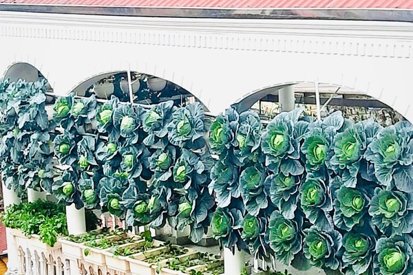 Vườn rau trái trĩu quả trên mái nhà của bà chủ 8X-11