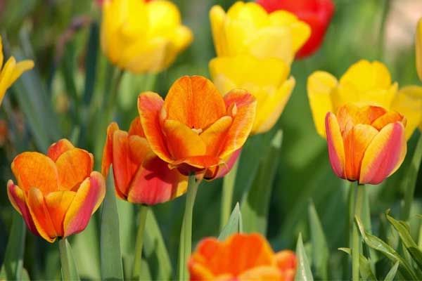 Ai sinh ngày Âm lịch này có sao may mắn vây quanh, càng chăm chỉ càng thành công-5