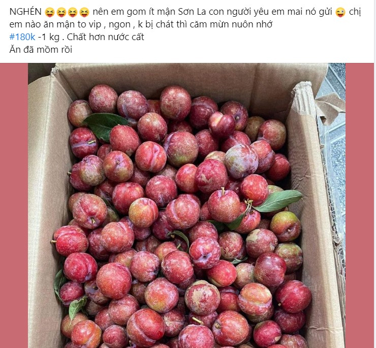 Mận trái mùa giá chát” gần 200.000 đồng/kg, dân buôn không đủ hàng bán-1