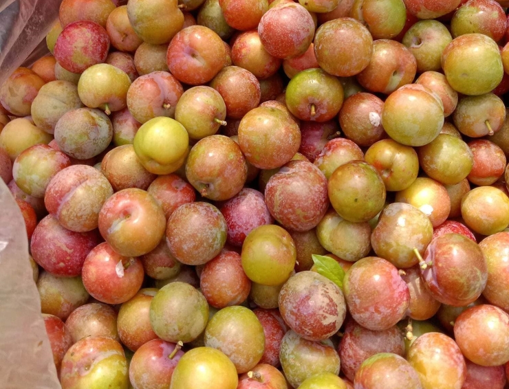 Mận trái mùa giá chát” gần 200.000 đồng/kg, dân buôn không đủ hàng bán-2