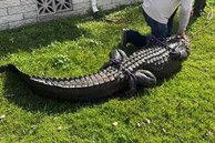 Cụ bà thiệt mạng khi cứu chó cưng khỏi miệng cá sấu