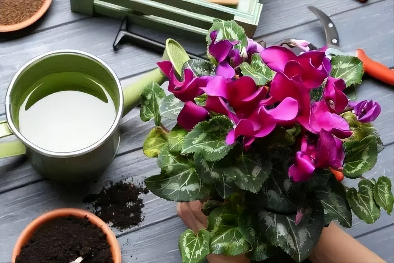 6 mối đe dọa khiến cây cảnh đoản thọ, chỉ cần mắc lỗi này là trồng cây gì chết cây đó-1