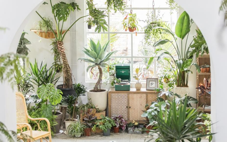 6 mối đe dọa khiến cây cảnh đoản thọ, chỉ cần mắc lỗi này là trồng cây gì chết cây đó-2