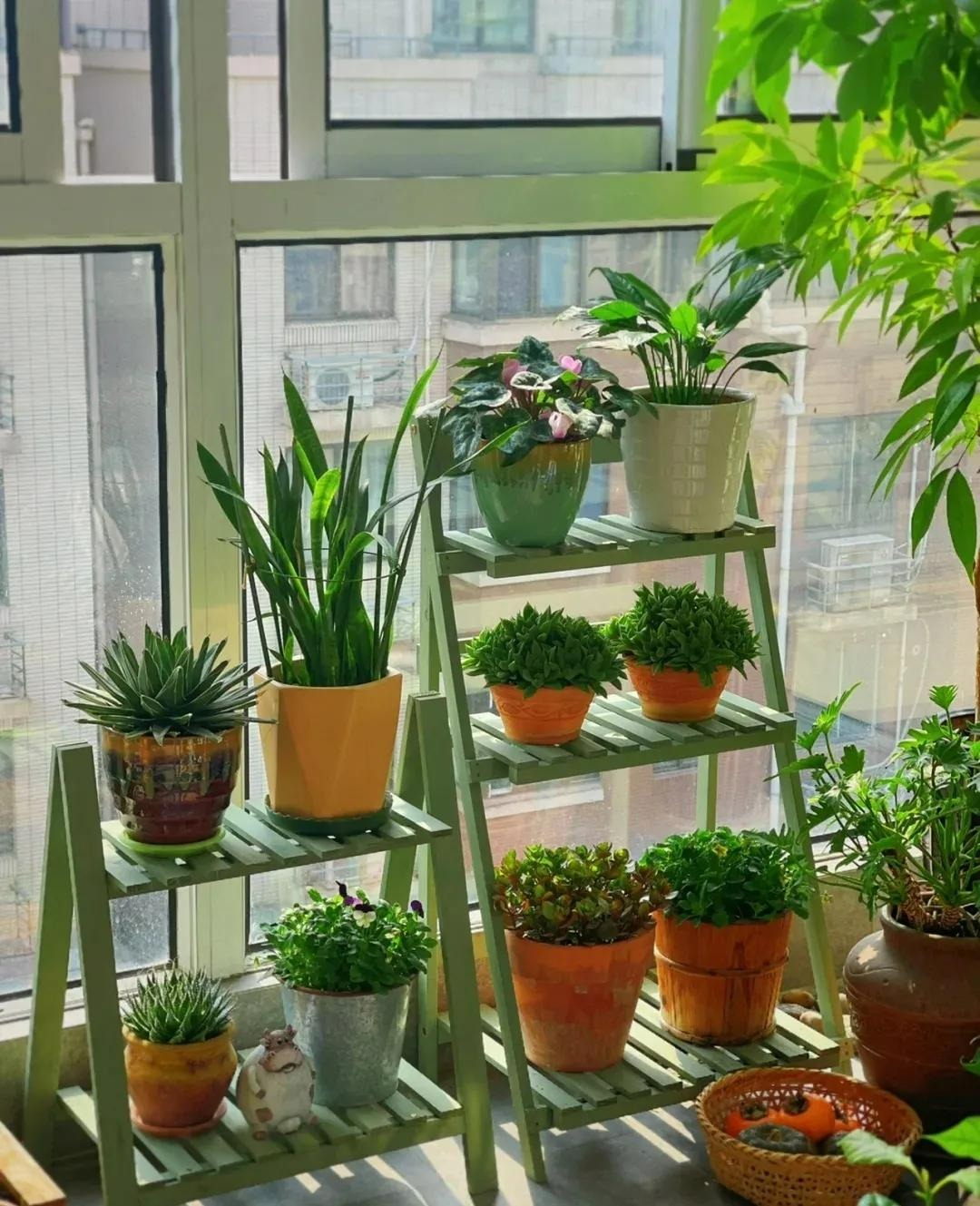 6 mối đe dọa khiến cây cảnh đoản thọ, chỉ cần mắc lỗi này là trồng cây gì chết cây đó-3