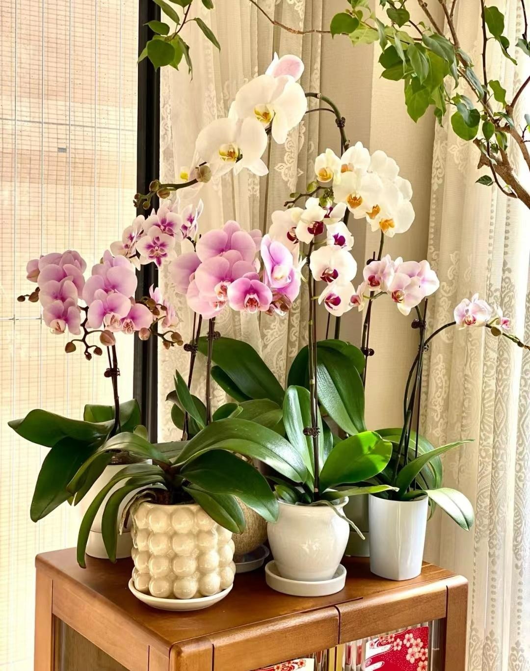 6 mối đe dọa khiến cây cảnh đoản thọ, chỉ cần mắc lỗi này là trồng cây gì chết cây đó-5