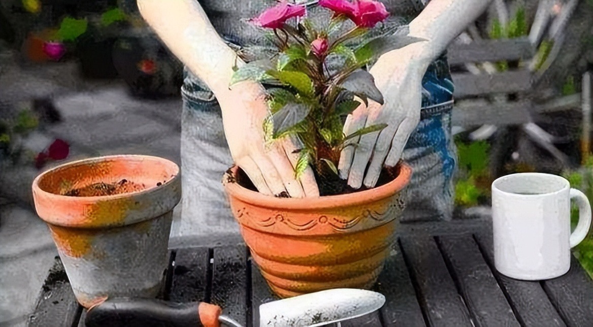 6 mối đe dọa khiến cây cảnh đoản thọ, chỉ cần mắc lỗi này là trồng cây gì chết cây đó-6