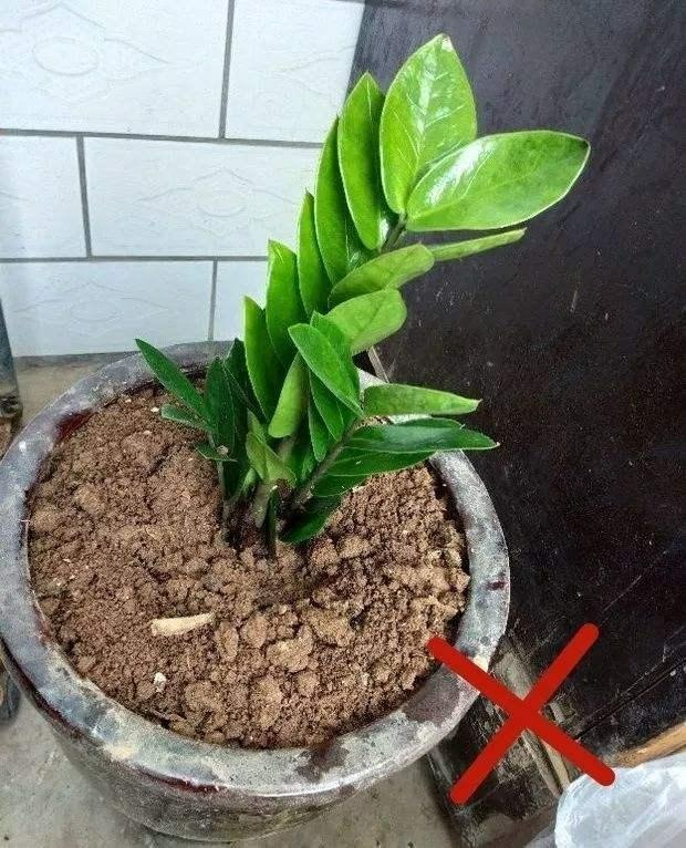 6 mối đe dọa khiến cây cảnh đoản thọ, chỉ cần mắc lỗi này là trồng cây gì chết cây đó-8