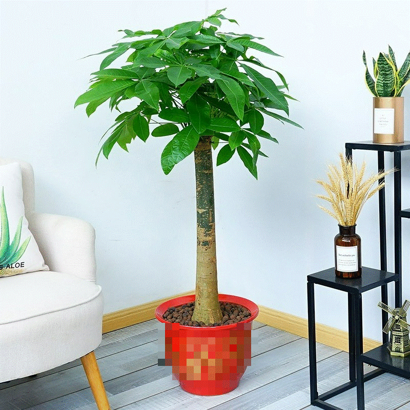 6 mối đe dọa khiến cây cảnh đoản thọ, chỉ cần mắc lỗi này là trồng cây gì chết cây đó-9