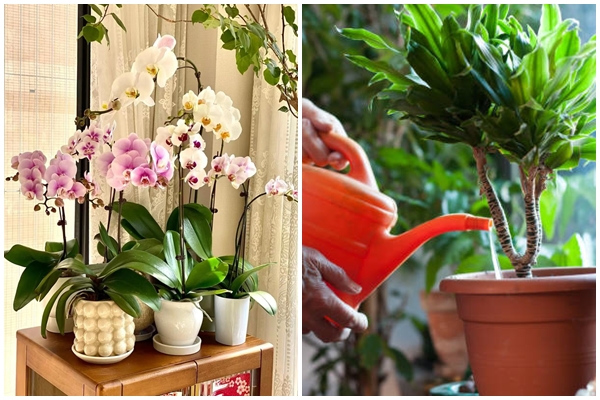 Tự chế nước béo tưới cho cây cảnh, bộ rễ nhân đôi, lá xanh, hoa thắm-4