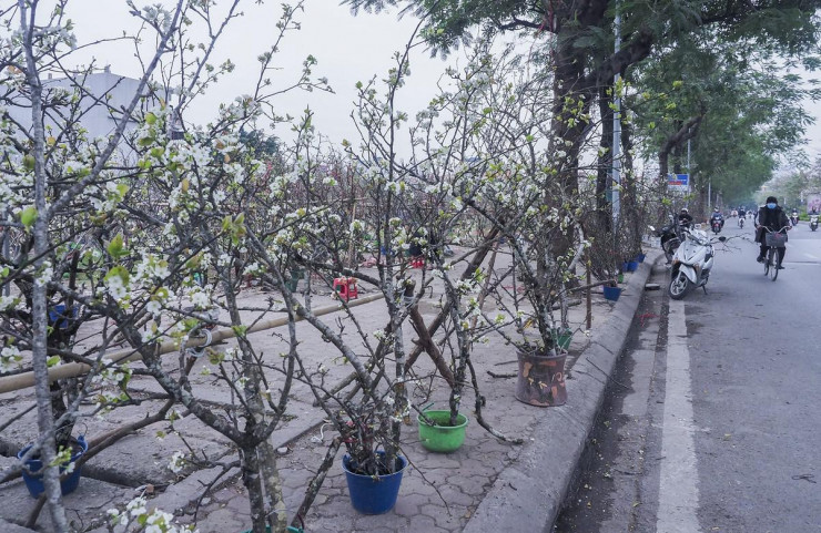 Thú chơi hoa lê sau Tết được nhiều người dân Hà Nội ưa chuộng-1