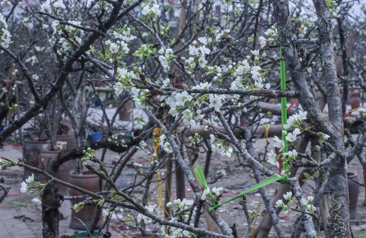 Thú chơi hoa lê sau Tết được nhiều người dân Hà Nội ưa chuộng-3