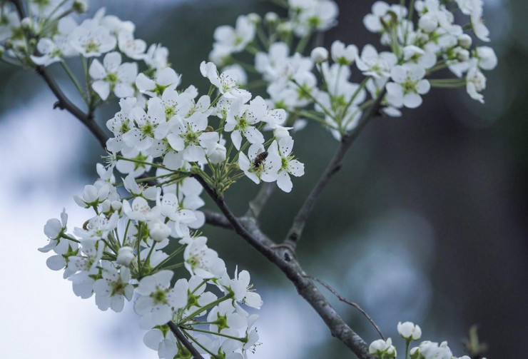 Thú chơi hoa lê sau Tết được nhiều người dân Hà Nội ưa chuộng-4