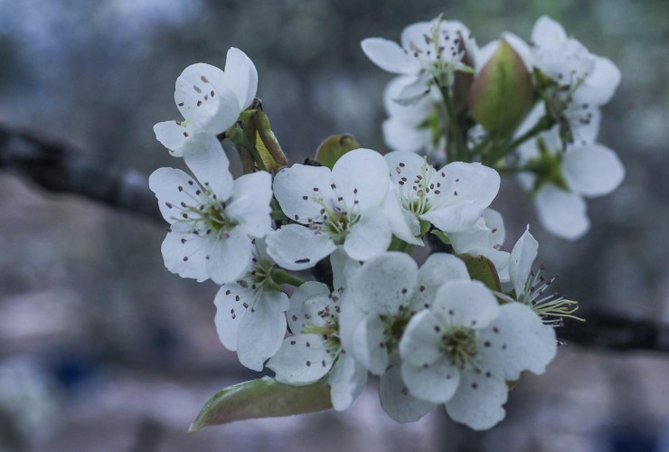 Thú chơi hoa lê sau Tết được nhiều người dân Hà Nội ưa chuộng-5