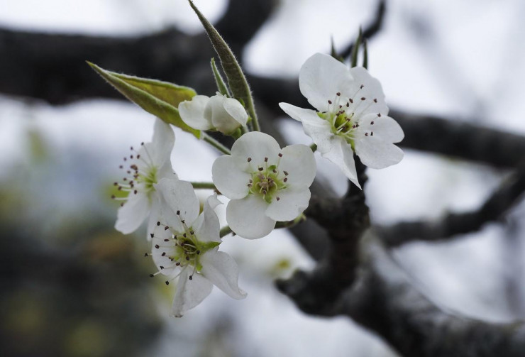 Thú chơi hoa lê sau Tết được nhiều người dân Hà Nội ưa chuộng-6