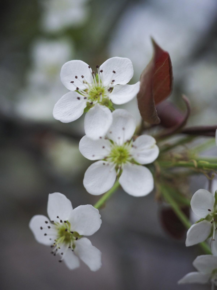 Thú chơi hoa lê sau Tết được nhiều người dân Hà Nội ưa chuộng-8