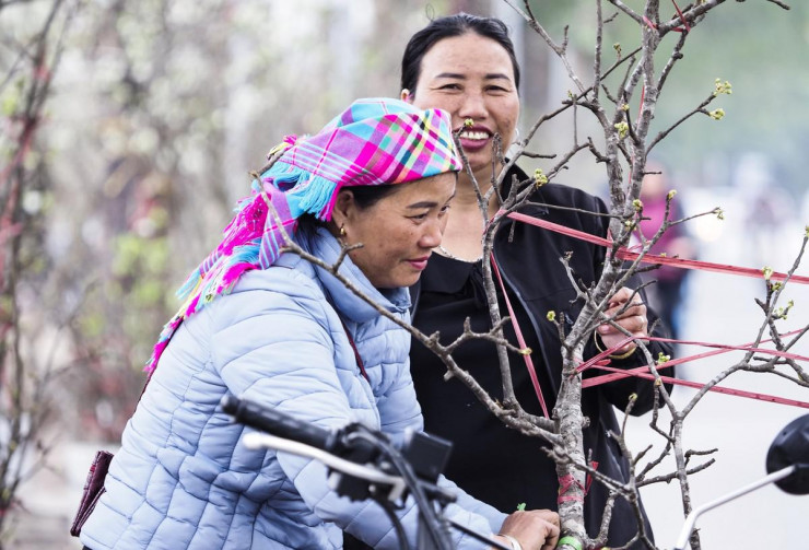 Thú chơi hoa lê sau Tết được nhiều người dân Hà Nội ưa chuộng-9