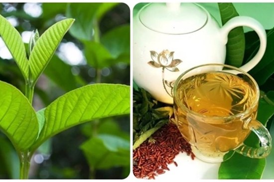 Ai không nên uống nước lá ổi?