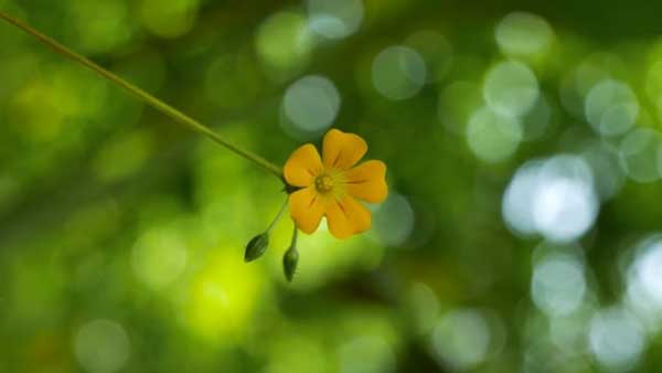 Tử vi ngày 22/2/2023: Tuổi Dần rộng lượng giúp người, tuổi Ngọ dễ bị chơi xấu-2