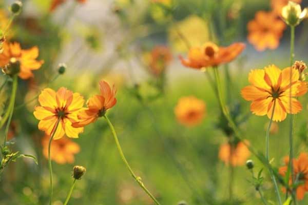 Đầu tháng 2 Âm lịch, 3 con giáp nhận lộc trời ban, người gặp khó khăn cũng đổi vận phát tài-4