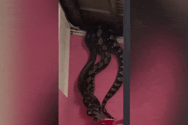 Người đàn ông tá hỏa phát hiện cặp trăn