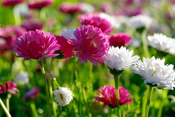 Đầu tháng 2 Âm lịch, 3 con giáp nhận lộc trời ban, người gặp khó khăn cũng đổi vận phát tài-1