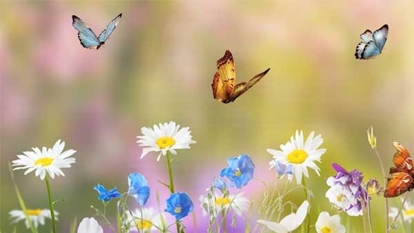 Đầu tháng 2 Âm lịch, 3 con giáp nhận lộc trời ban, người gặp khó khăn cũng đổi vận phát tài-3