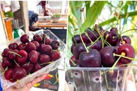 Cherry nhập khẩu rớt giá quá nửa, bà nội trợ đua nhau mua