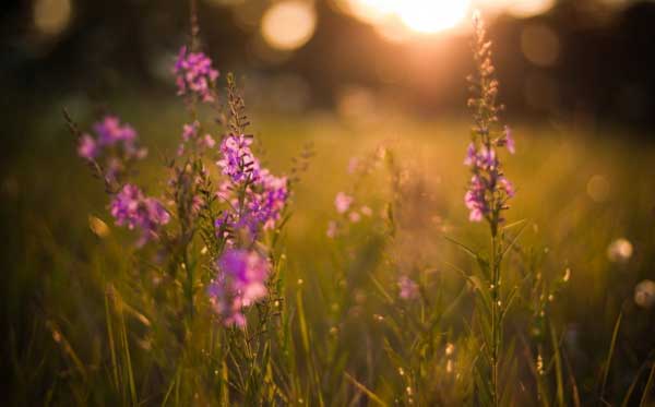 Tử vi ngày 23/2/2023: Tuổi Tý gặp nhiều rắc rối, tuổi Hợi tìm được hướng đi-3