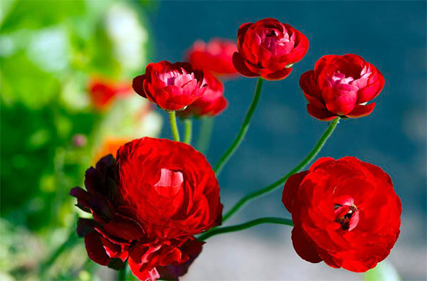 Tử vi ngày 23/2/2023 của 12 cung hoàng đạo: Sư Tử áp lực, Bảo Bình nghiêm túc-2