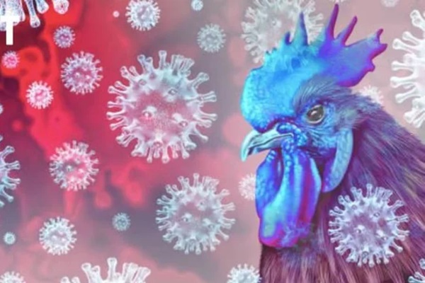 Campuchia ghi nhận 1 bé gái tử vong do cúm gia cầm H5N1-1
