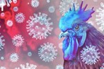 Khẩn cấp ngăn chặn cúm gia cầm H5N1 có độc lực cao xâm nhập-2