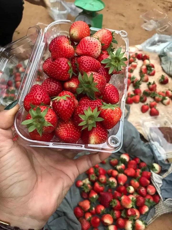 5 mẹo phân biệt dâu tây Mộc Châu với dâu tây Trung Quốc-1