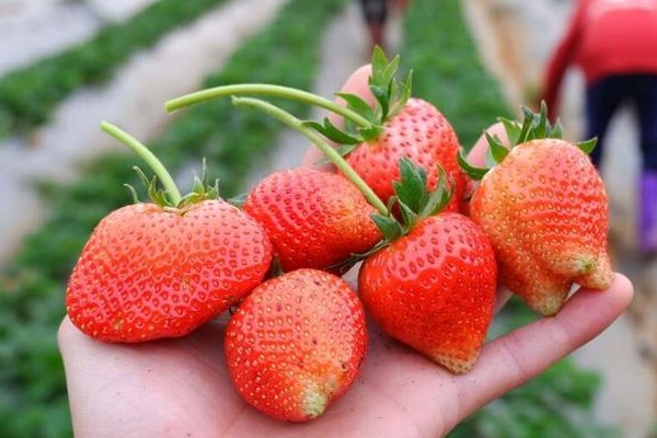 Nhập nhằng nguồn gốc dâu tây Mộc Châu giá rẻ-1