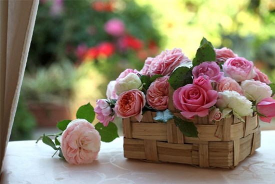 Tử vi ngày 24/2/2023: Tuổi Mão may mắn tài chính, tuổi Tỵ tin vui công việc