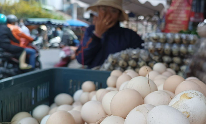 TP HCM: Trứng gà giá rẻ đổ ra đường-4