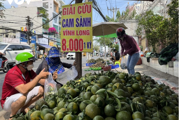 Đua nhau trồng rồi ‘vỡ trận’: Cam sành đang phải ‘giải cứu’, bưởi giá rẻ như cho-1