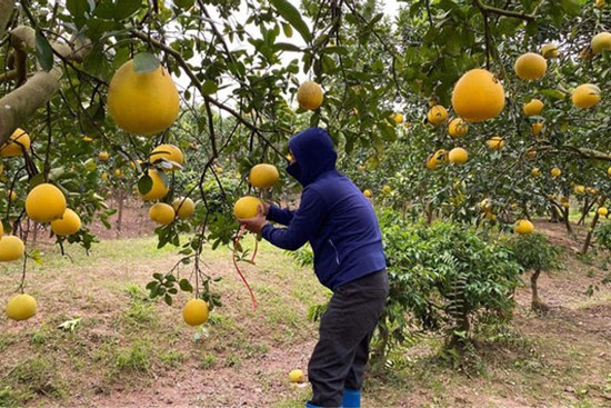 Đua nhau trồng rồi ‘vỡ trận’: Cam sành đang phải ‘giải cứu’, bưởi giá rẻ như cho